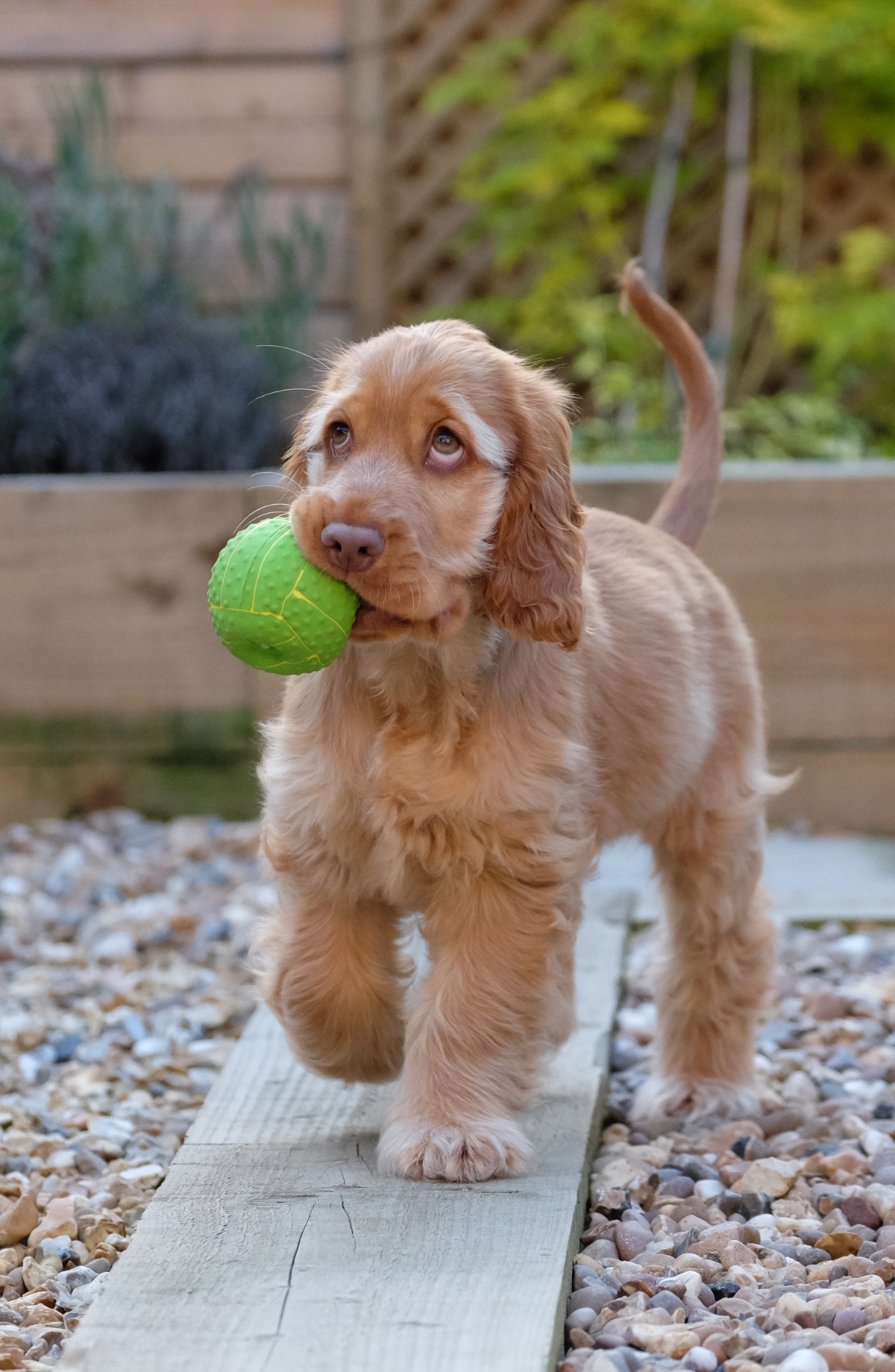 Cooper, 3 months old red gold sable english cocker spaniel puppy, good reasons to have a puppy / first published on perfect cocker spaniel blog / story and photo (c) Natalia Ashton