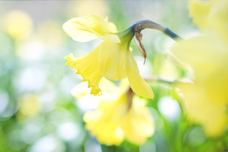 Daffodils - spring plants that are toxic to dogs / Published on Perfect cocker spaniel / dog blog